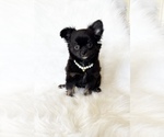 Small #5 Chihuahua