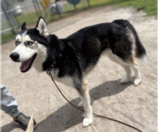 Medium Photo #8 - Mix Puppy For Sale in Virginia Beach, VA, USA