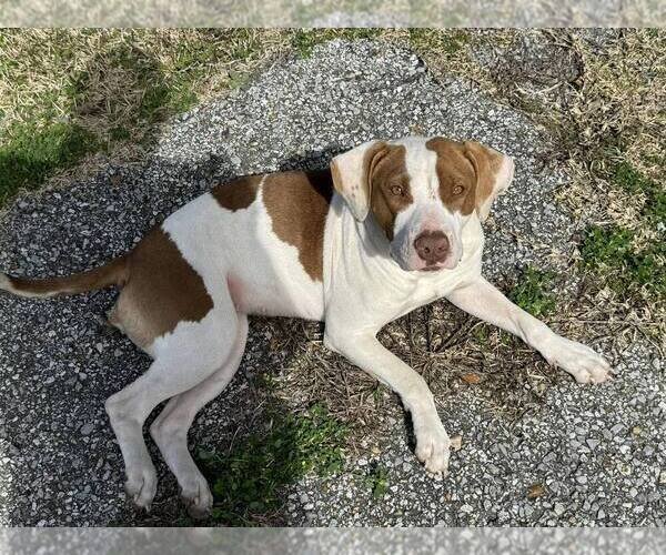 Medium Photo #5 Mutt Puppy For Sale in Abbeville, LA, USA