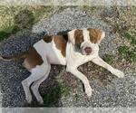 Small #4 Mutt