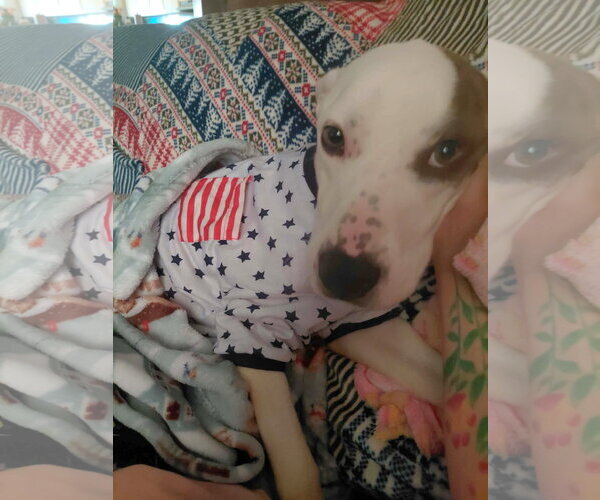 Medium Photo #3 Mutt Puppy For Sale in Rustburg, VA, USA