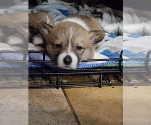 American Corgi Puppy for sale in COTULLA, TX, USA