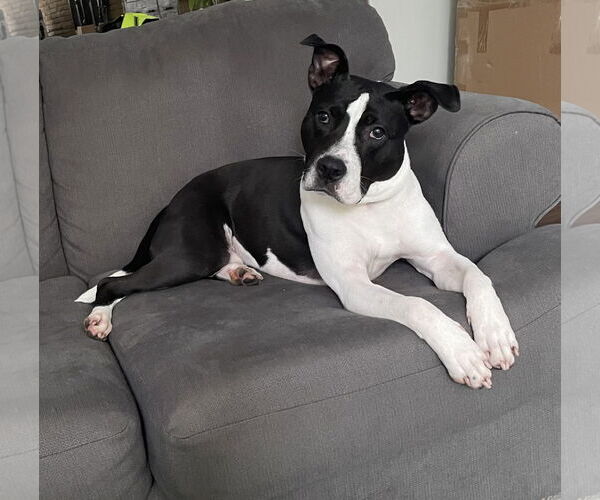 Medium Photo #4 American Pit Bull Terrier-Unknown Mix Puppy For Sale in Gates Mills, OH, USA