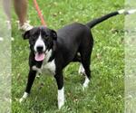 Small #2 Labrador Retriever Mix