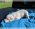 Small Photo #15 American Bulldog Puppy For Sale in MILLS RIVER, NC, USA