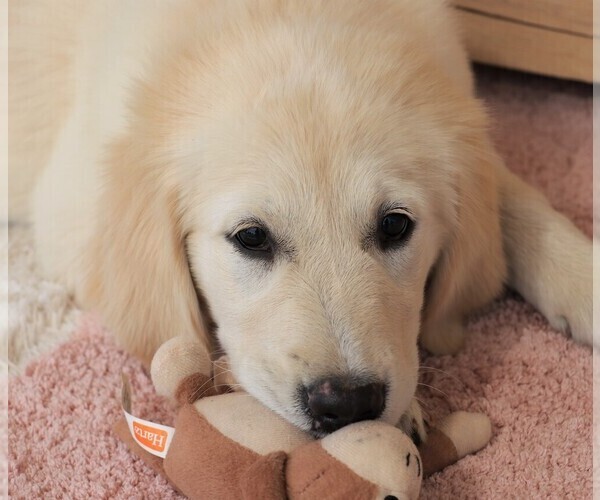 Medium Photo #3 Golden Retriever Puppy For Sale in SYRACUSE, IN, USA