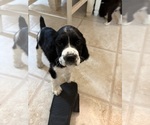 Puppy Dark knight English Springer Spaniel
