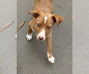 Labrador Retriever-Unknown Mix Dogs for adoption in Tulsa, OK, USA