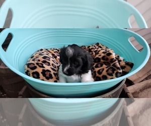 Maltipoo Puppy for sale in MODESTO, CA, USA
