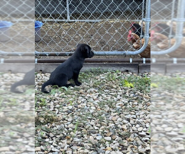 Medium Photo #2 Labrador Retriever-Unknown Mix Puppy For Sale in MIDWAY, UT, USA
