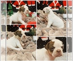 Puppy 5 Campeiro Bulldog