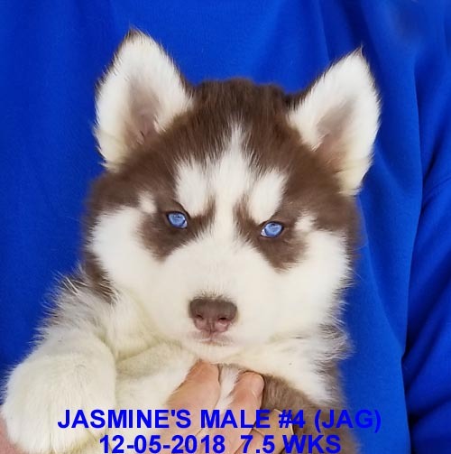 Medium Photo #21 Siberian Husky Puppy For Sale in MANILLA, IA, USA