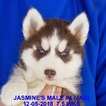 Small Photo #21 Siberian Husky Puppy For Sale in MANILLA, IA, USA