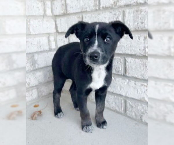 Medium Photo #3 Border Collie-Unknown Mix Puppy For Sale in Genesee, WI, USA