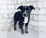Small #2 Border Collie Mix