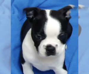 Boston Terrier Puppy for sale in CRKD RVR RNCH, OR, USA