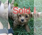 Small Photo #4 Cavapoo Puppy For Sale in HARRISON, AR, USA