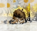 Small #3 Pekingese