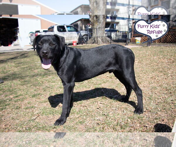 Medium Photo #2 Labrador Retriever-Unknown Mix Puppy For Sale in Lee's Summit, MO, USA