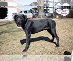 Small #1 Labrador Retriever Mix