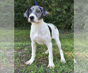 Catahoula Leopard Dog-Unknown Mix Dogs for adoption in Wetumpka, AL, USA