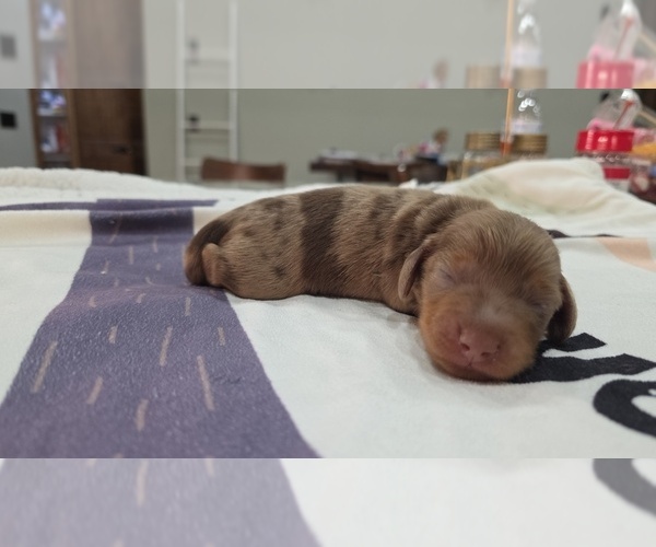 Medium Photo #1 Dachshund Puppy For Sale in WEST PLAINS, MO, USA