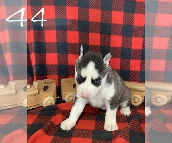 Medium Photo #4 Siberian Husky Puppy For Sale in DEARBORN, MO, USA
