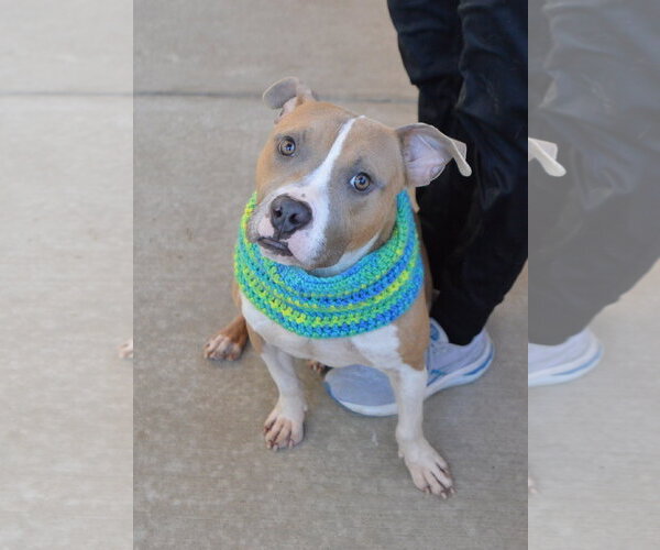 Medium Photo #1 American Pit Bull Terrier-Unknown Mix Puppy For Sale in McKinney, TX, USA