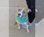 Small American Pit Bull Terrier Mix