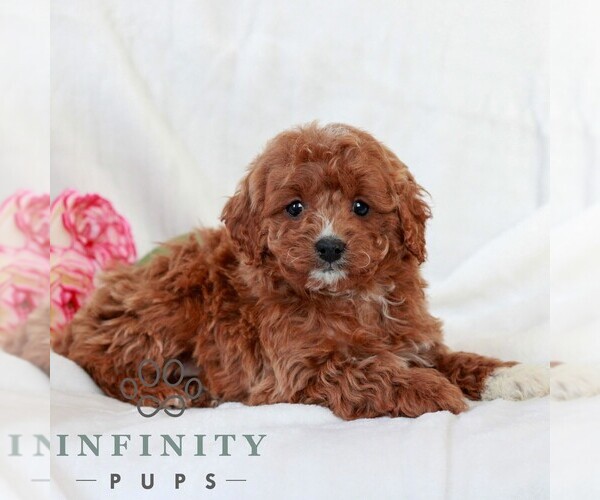 Medium Photo #3 Cavapoo (Miniature) Puppy For Sale in LITITZ, PA, USA
