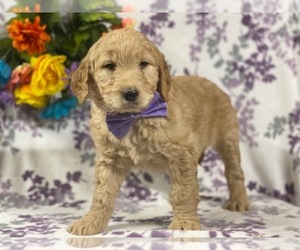 Goldendoodle Puppy for sale in LANCASTER, PA, USA