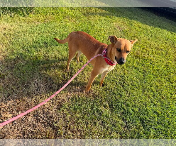 Medium Photo #3 Mountain Cur-Unknown Mix Puppy For Sale in Oakhurst, NJ, USA