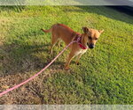 Small #2 Mountain Cur Mix