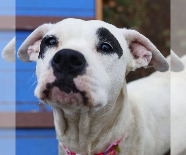 Medium Photo #2 American Staffordshire Terrier-Unknown Mix Puppy For Sale in San Antonio, TX, USA
