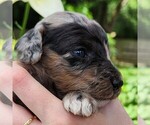 Small #4 Aussiedoodle Miniature 