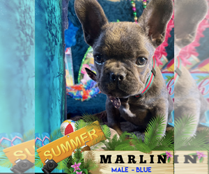 French Bulldog Puppy for sale in HEATHROW, FL, USA
