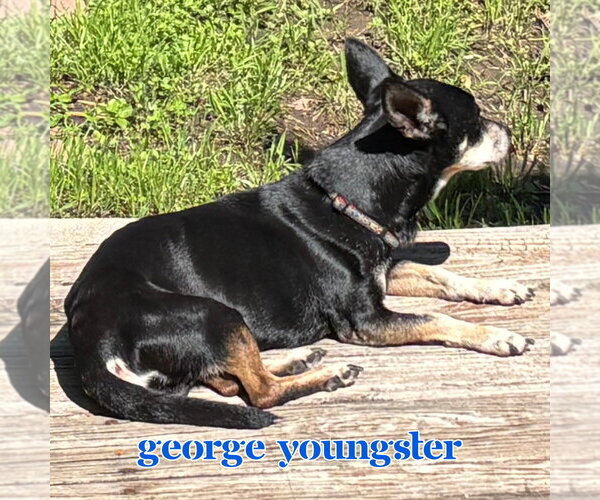 Medium Photo #16 Chiweenie Puppy For Sale in San Antonio, TX, USA