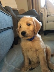 Goldendoodle (Miniature) Puppy for sale in DANVERS, MA, USA