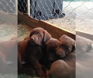 Labrador Retriever Puppy for sale in LIVINGSTON, CA, USA