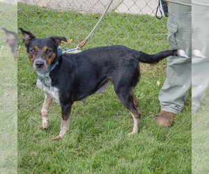 Charlee - Female Australian Shepherd-Unknown Mix Dog for Adoption - Photo #3