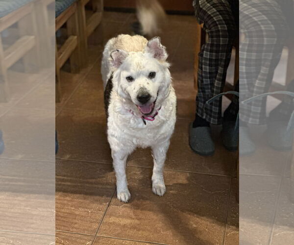 Medium Photo #3 Australian Kelpie-Unknown Mix Puppy For Sale in Polson, MT, USA