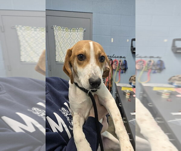 Medium Photo #1 Beagle-Unknown Mix Puppy For Sale in Evansville, IN, USA
