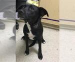 Small Labrador Retriever Mix
