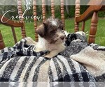 Small Photo #20 Schnauzer (Miniature) Puppy For Sale in NIANGUA, MO, USA