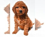 Small #9 Goldendoodle mix (+ Poodle Miniature)