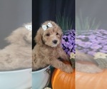 Small Photo #6 Aussiedoodle Miniature -Poodle (Miniature) Mix Puppy For Sale in OTTAWA, OH, USA