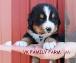 Small Photo #1 Bernese Mountain Dog Puppy For Sale in MARTINSVILLE, IN, USA