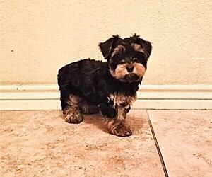 Yorkshire Terrier Puppy for sale in CLIFTON, TX, USA