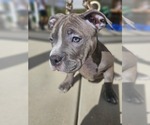 Small Photo #11 American Bully Puppy For Sale in QUARTZ HILL, CA, USA