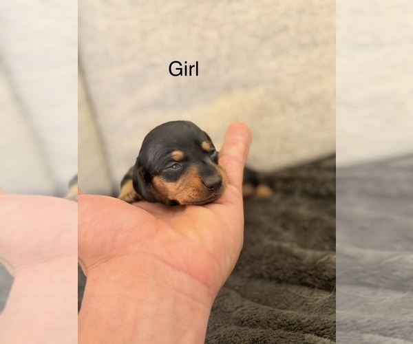 Medium Photo #3 Dachshund Puppy For Sale in CHIPPEWA FALLS, WI, USA